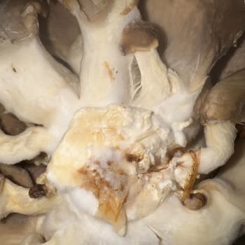 Küflü İstiridye Mantarı Satışı Müşteri Güvenini Sarsıyor
