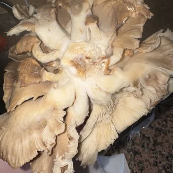 Küflü İstiridye Mantarı Satışı Müşteri Güvenini Sarsıyor