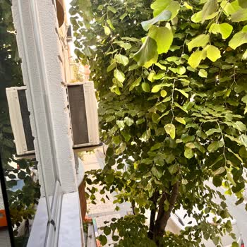 Evim Önündeki Ağaçların Budanması İçin Gecikme Şikâyeti
