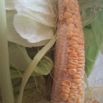 Migros Kapıda Siparişimde Bozulmuş Sebzeler