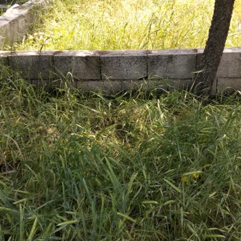 Asri Mezarlıkta Otların Aşırı Büyümesi Ve Böcek İstilası Temizlik Talebi
