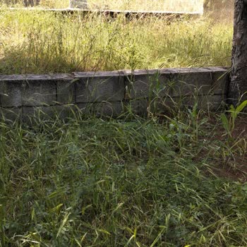 Asri Mezarlıkta Otların Aşırı Büyümesi Ve Böcek İstilası Temizlik Talebi