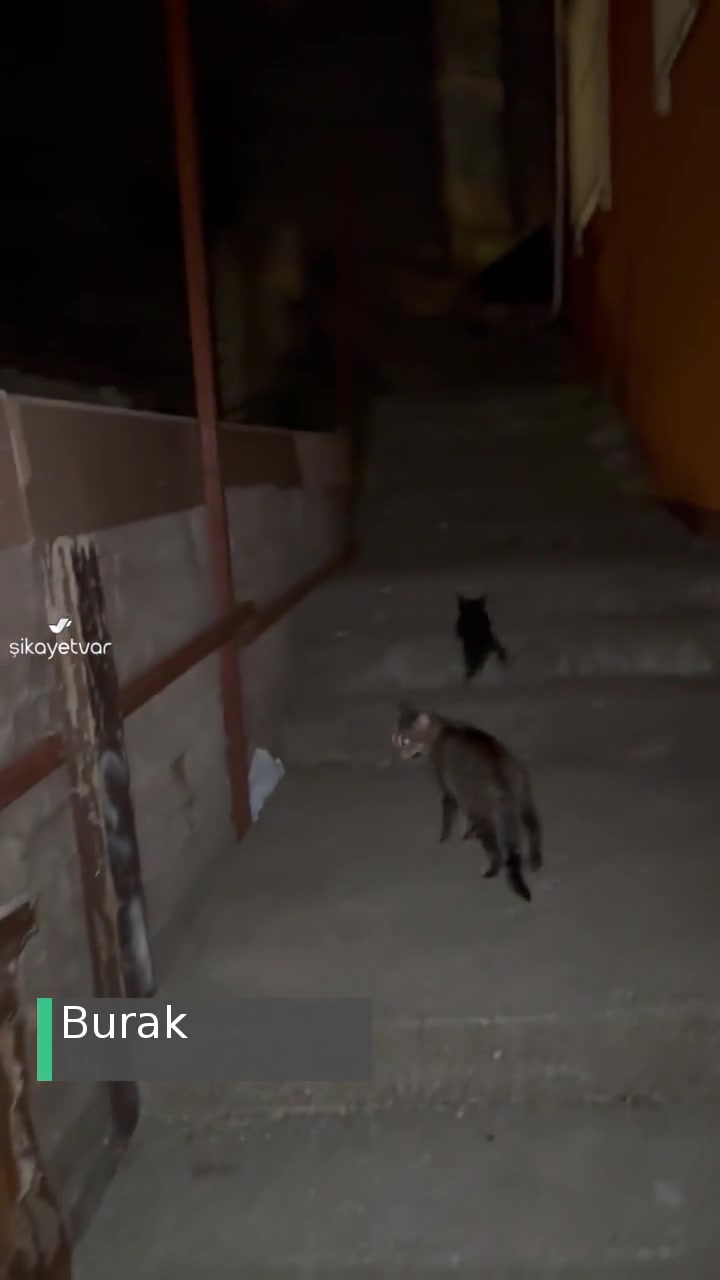 İstanbul Büyükşehir Belediyesi Ölüme Terk Edilmiş Sokak Kedisi! videonun kapak resmi