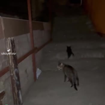 İstanbul Büyükşehir Belediyesi Ölüme Terk Edilmiş Sokak Kedisi!