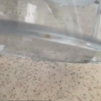 Brita Sürahide Yosunlanma Ve Kireç
