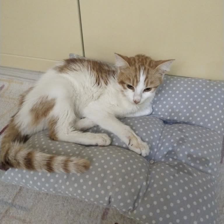 Toprak Veteriner Kliniğinde Yetersiz Tedavi Ve Yanlış Teşhis Nedeniyle Kedimin Ölümü