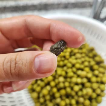 Tamek Peas Konservesinde Çıkan Taş Sağlık Tehdidi