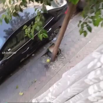 Sultangazi Belediyesi Uçuşan Böcekler, Sinekler