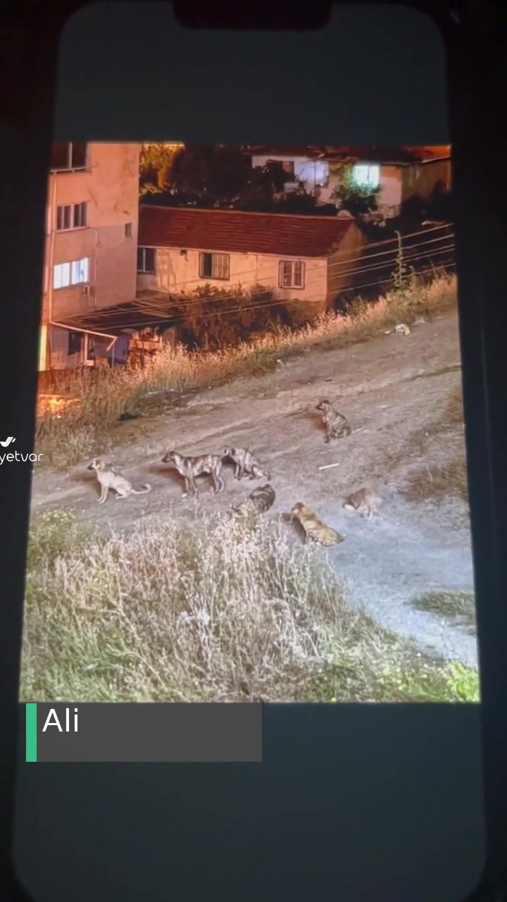 Karabağlar Belediyesi Köpek Şikayeti, Mağduruz! videonun kapak resmi