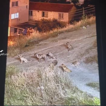 Karabağlar Belediyesi Köpek Şikayeti, Mağduruz!