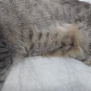 Kadıköy Rıhtım Veteriner Kliniği Randevu Saatine Uymayan Ve Kaba Üslup Gösteren Veteriner Klinik