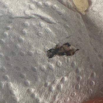 Nimet Milföy Hamurunda Fare Dışkısına Benzer Yabancı Madde Bulunması