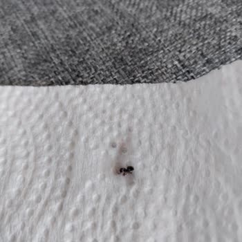 Pols Gurme Reçelinde Karınca Sorunu Ve Şikayetime Cevap Bekleniyor
