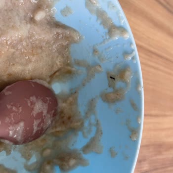 Hipp Bebek Mamasında Böcek Çıktı: Güvenim Sarsıldı