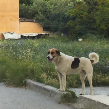 Çiğli Balatçık Mahallesinde Yaşlıları Tehdit Eden Sokak Köpekleri Ve Gece Havlamaları