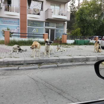 Çiğli Balatçık Mahallesinde Yaşlıları Tehdit Eden Sokak Köpekleri Ve Gece Havlamaları