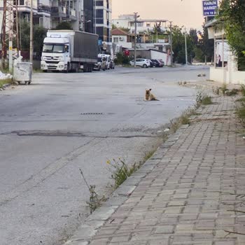 Çiğli Balatçık Mahallesinde Yaşlıları Tehdit Eden Sokak Köpekleri Ve Gece Havlamaları