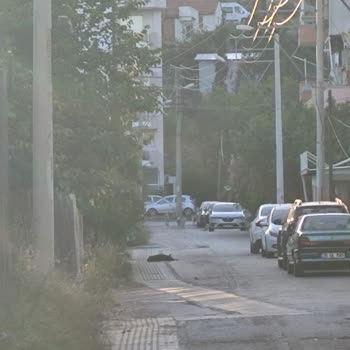 Çiğli Balatçık Mahallesinde Yaşlıları Tehdit Eden Sokak Köpekleri Ve Gece Havlamaları