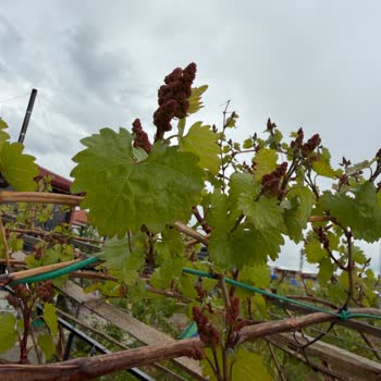Yanlış Üzüm Çeşidi Ve Ürün Vermeyen Asmalara Şirket Sorumluluk Reddi