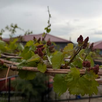 Yanlış Üzüm Çeşidi Ve Ürün Vermeyen Asmalara Şirket Sorumluluk Reddi