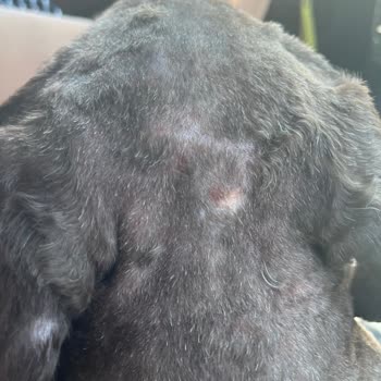 Ceren Petshop & Kuaför Köpeğimin Hizmette Zarar Görmesi