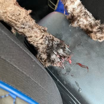 Ceren Petshop & Kuaför Köpeğimin Hizmette Zarar Görmesi