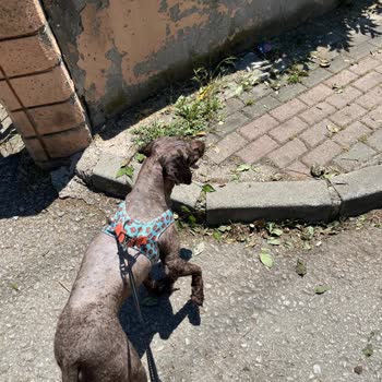 Ceren Petshop & Kuaför Köpeğimin Hizmette Zarar Görmesi