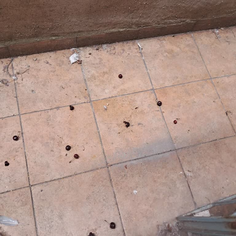 Komşunun Sürekli Eşya Atması Ve Bahçeyi Kirletmesi Yüzünden Rahatsızlık