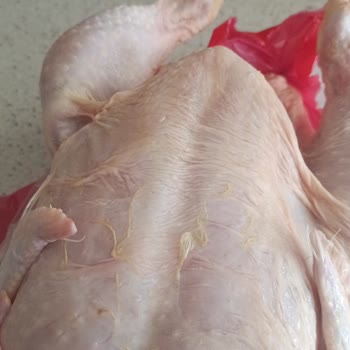 Gedik Piliçte Temizlenmemiş Tüy Ve Kıl Kalıntıları