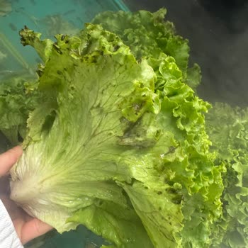 Migros Doğubayazıt Şubesinde Çürük Sebzeler