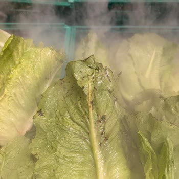 Migros Doğubayazıt Şubesinde Çürük Sebzeler