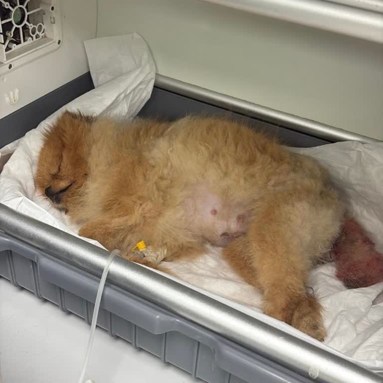 Bayrampaşa Veteriner Klinikte Aşırı Ücret Ve İhmal, Köpeğin Ölümüne Neden Oldu