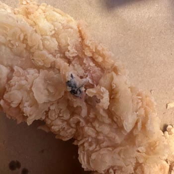 Popeyes Şubesinde Tavukta Sinek Bulunması Hijyen İhlali Ve Denetim Talebi