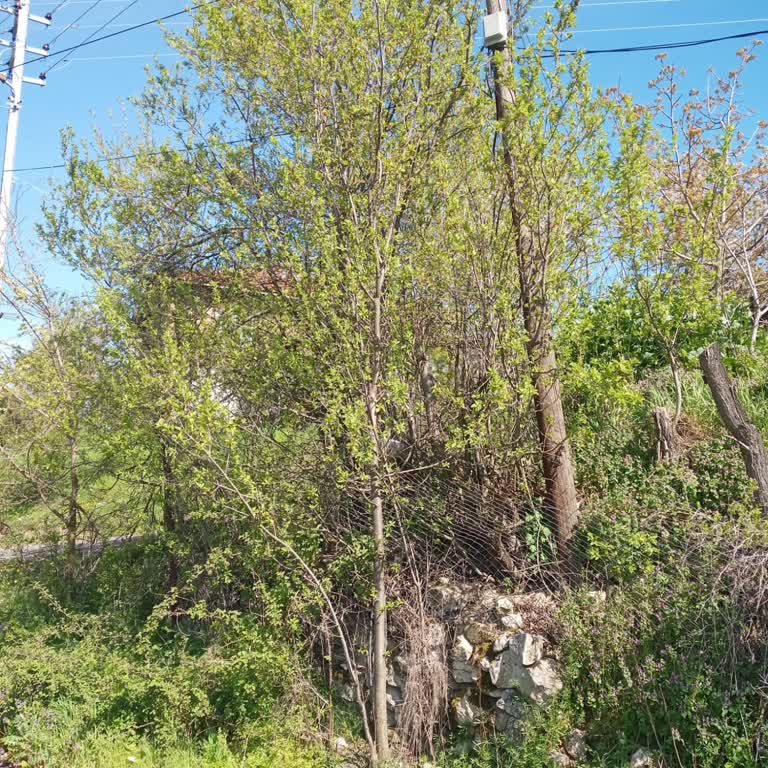 Altyapı Yok Deyip Bağlantı Söz Verilen Mobilfree Ve Türk Telekom Çelişkisi