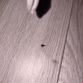 Hamam Böcekleri Ve Arızalı Oda Sorunları Nedeniyle Oda Değişikliği Ve Ücret İadesi Talebi