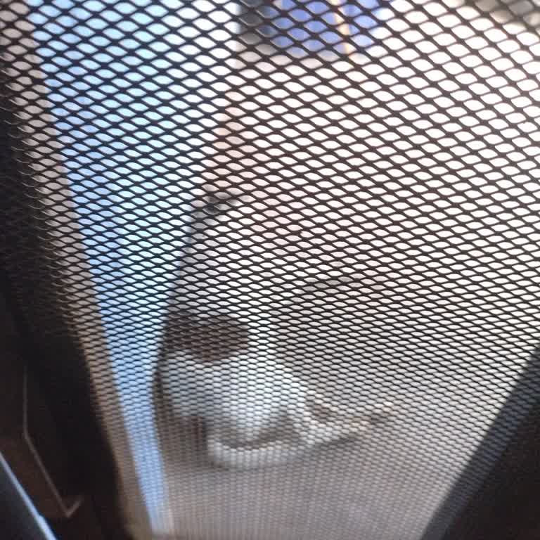 Litmatch, Me Banearon Por Una Foto De Mi Perrita, Solicito Revisión