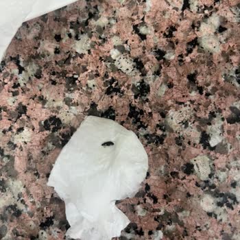 Fora Zeytin Kavanozunda Böcek Görüldü Sağlık Ve Hijyen Endişesi