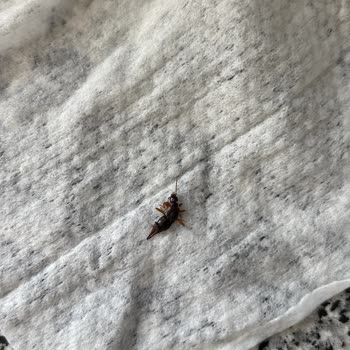 Bebek Islak Mendili İçinde Böcek Çıktı Hijyen Ve Sağlık Endişesi