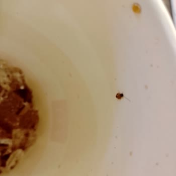 McDonald's İçeceğinde Böcek Tespiti Hijyen Sorunu