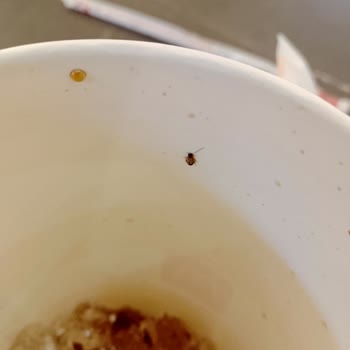 McDonald's İçeceğinde Böcek Tespiti Hijyen Sorunu