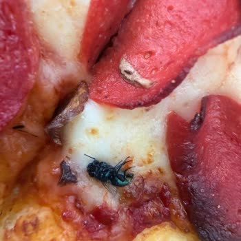 Domino’s Karataş Şubesinde Pizza İçinde Sinek Bulunması