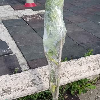 Aras Kargo Mimoza Şubesi Kargomu Getirmedi