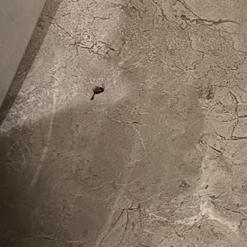 Böcek Sorunu Ve Kirli Havuzdan Gelen Sağlık Krizi