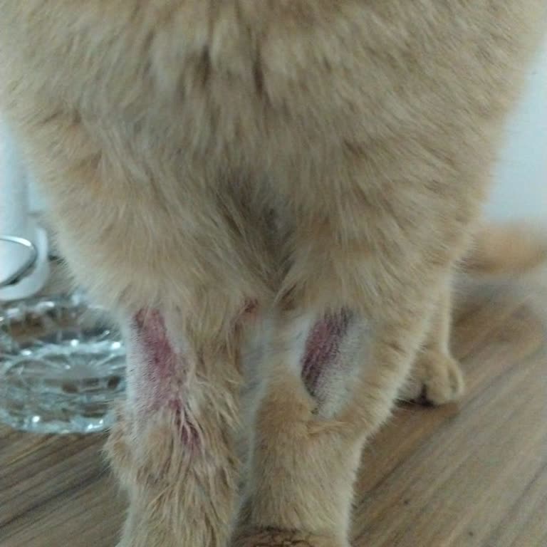 Yenimahalle Veteriner Kliniği'nde Yanıltıcı Tedavi Ve Kedimizin Acı Çekmesi: Ücret İadesi Talebi