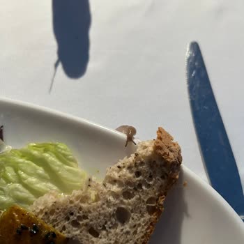 Balık Çorbasında Canlı Parazit Ve Hijyen Sorunu