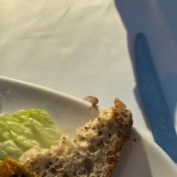 Balık Çorbasında Canlı Parazit Ve Hijyen Sorunu