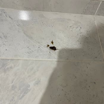 İstanbul Sultanbeyli Şubesinde Gecikmeli Teslimat Ve Hamam Böcekli Kargo