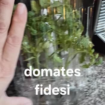 Limon Fidelerinin Kötü Durumu Ve Ücretsiz Değişim Talebi