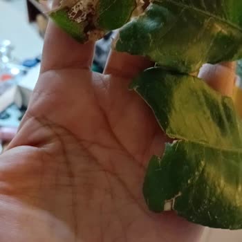Limon Fidelerinin Kötü Durumu Ve Ücretsiz Değişim Talebi