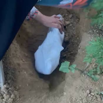 Ameliyat Sonrası Gözetimsiz Taburcu Ve Kedinin Ölümü İçin Klinik İhmalini Soruşturma Talebi